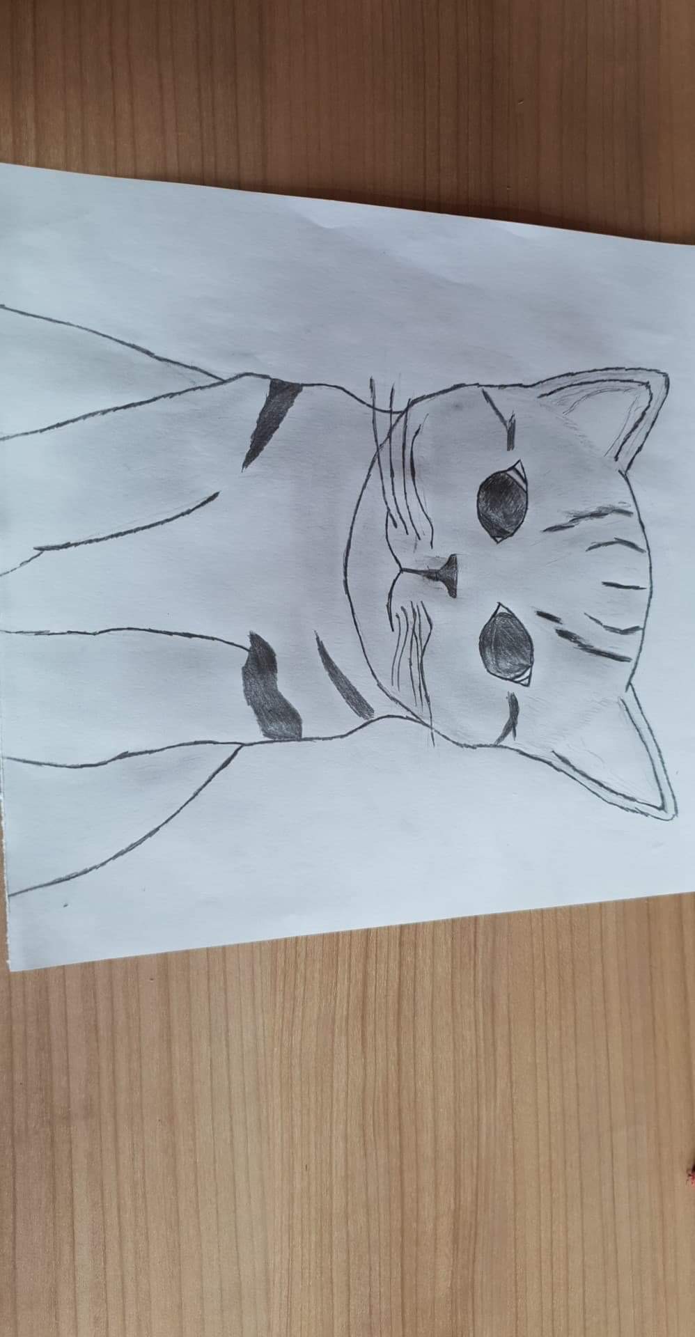 Cat sketch from undergraduate years.