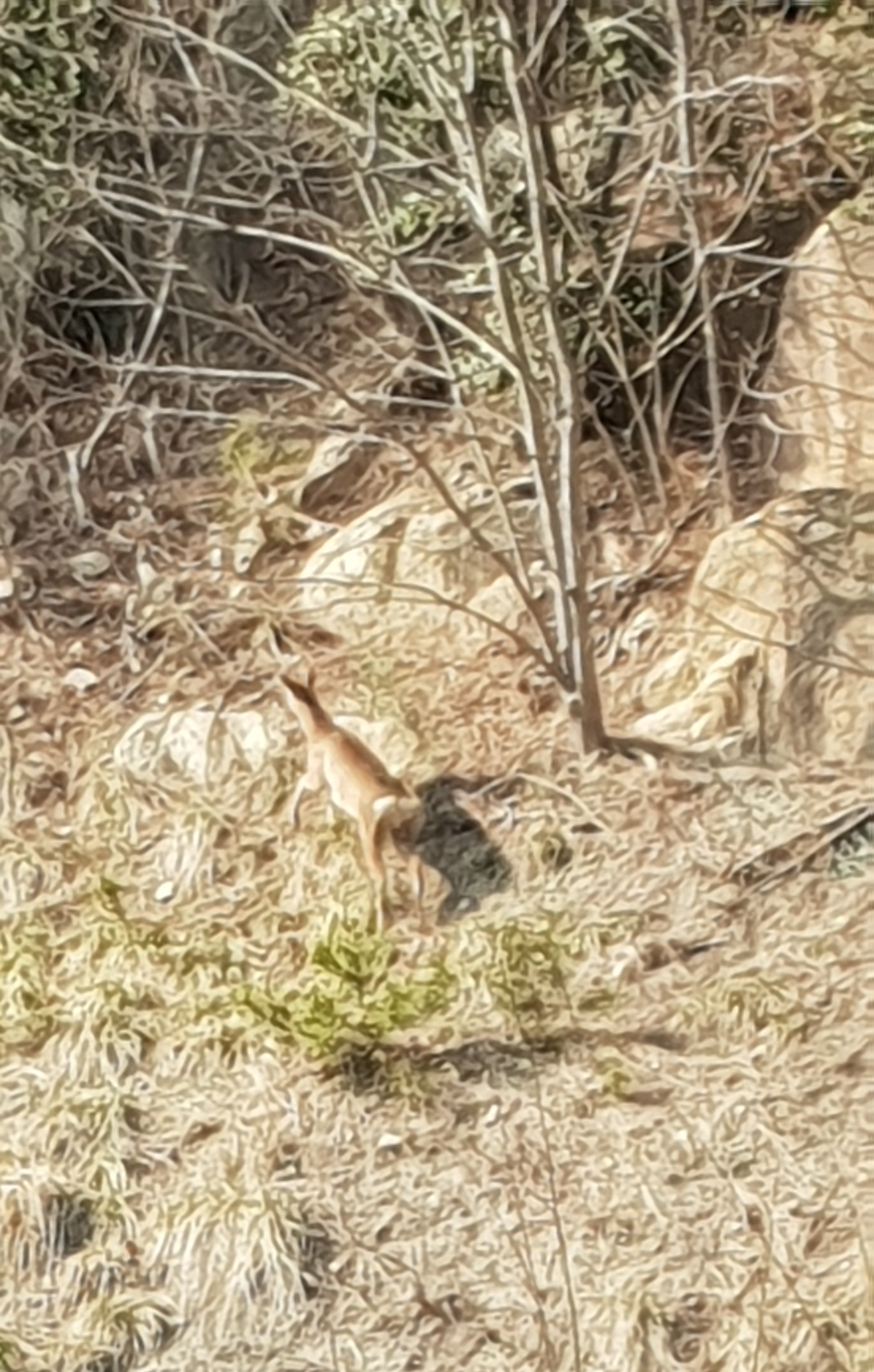 Deer drawing in vegetation.